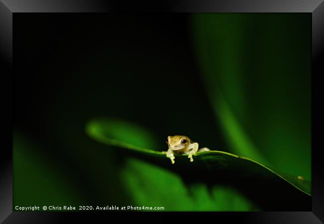 Tiny baby tree frog Framed Print by Chris Rabe