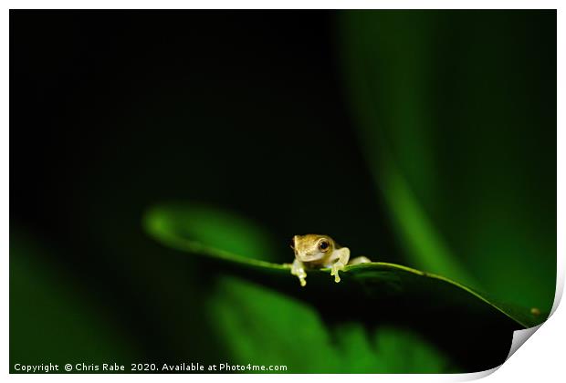 Tiny baby tree frog Print by Chris Rabe