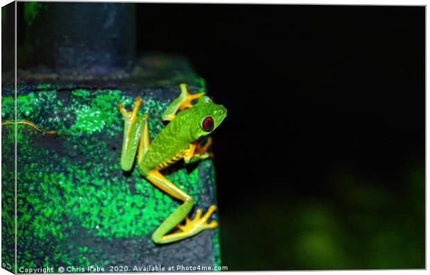 Red-Eyed Tree Frog  Canvas Print by Chris Rabe