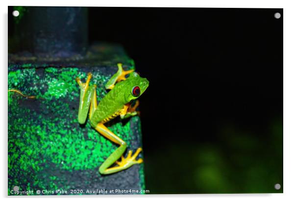 Red-Eyed Tree Frog  Acrylic by Chris Rabe