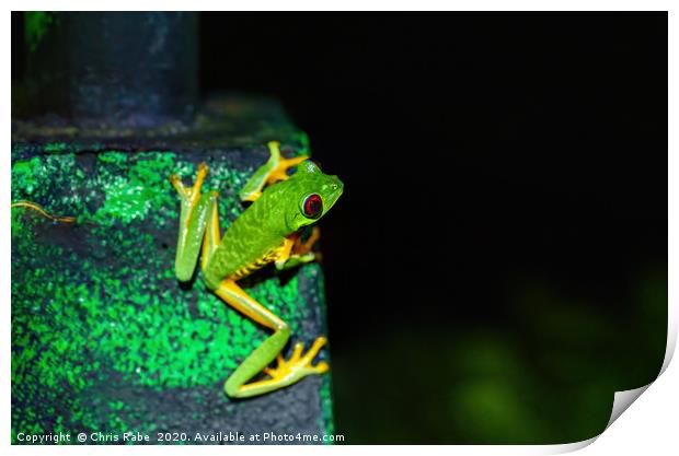 Red-Eyed Tree Frog  Print by Chris Rabe