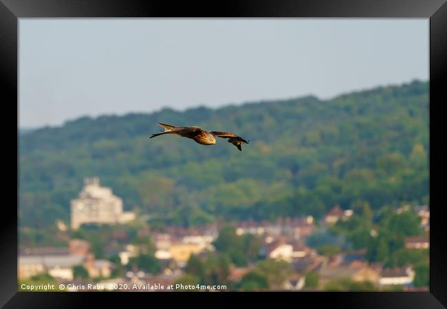 Red Kite over West Wycombe Framed Print by Chris Rabe