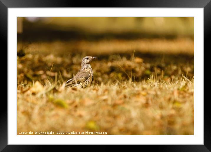 Mistle Thrush in autumn Framed Mounted Print by Chris Rabe