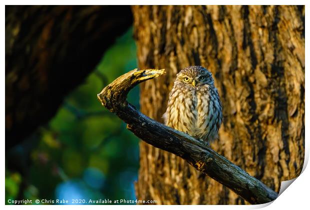 Little Owl at sunset Print by Chris Rabe