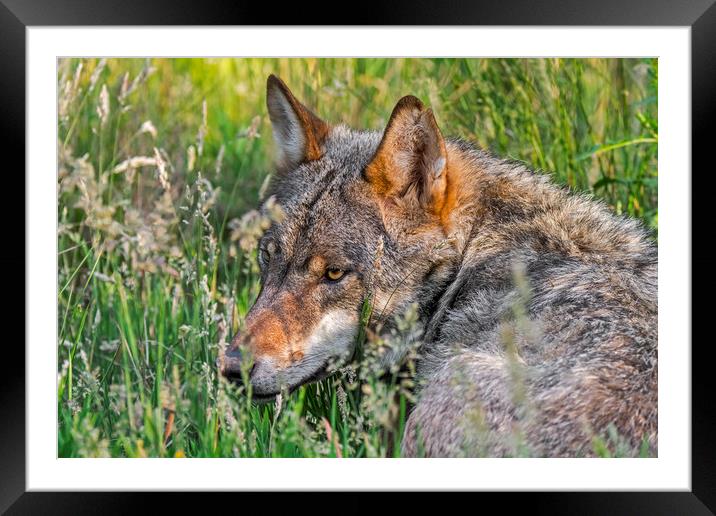 Grey Wolf in Tall Grass Framed Mounted Print by Arterra 