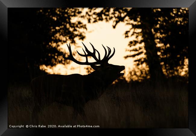 Red deer stag silhouette Framed Print by Chris Rabe