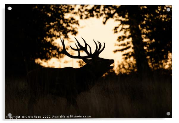 Red deer stag silhouette Acrylic by Chris Rabe