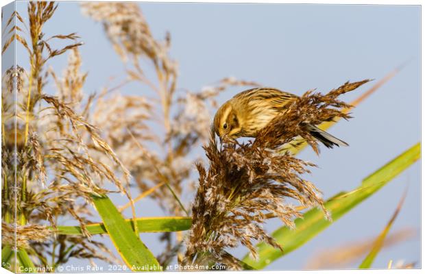 Reed Bunting female Canvas Print by Chris Rabe