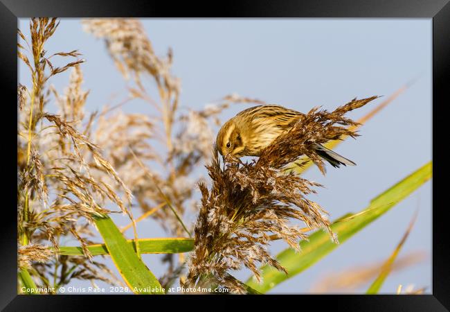 Reed Bunting female Framed Print by Chris Rabe