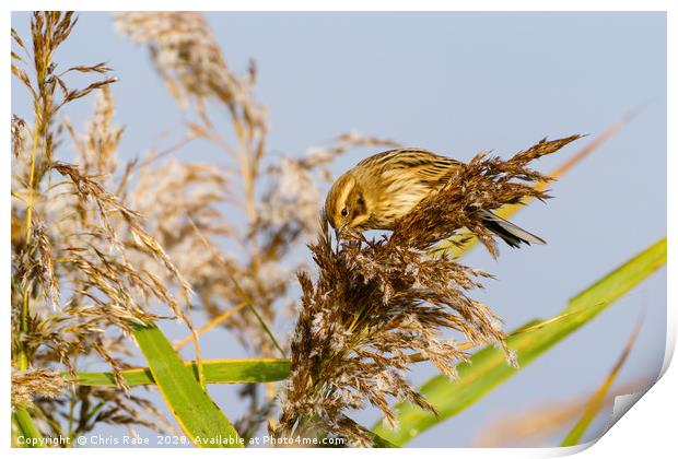Reed Bunting female Print by Chris Rabe