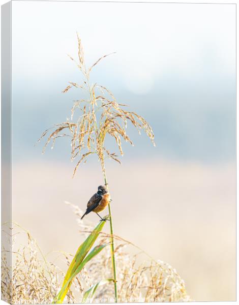Male Stonechat Canvas Print by Chris Rabe