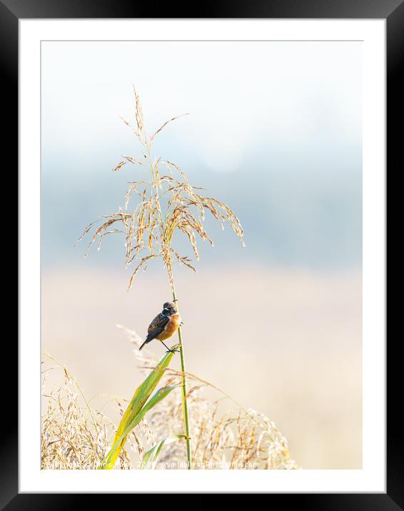 Male Stonechat Framed Mounted Print by Chris Rabe