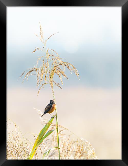 Male Stonechat Framed Print by Chris Rabe