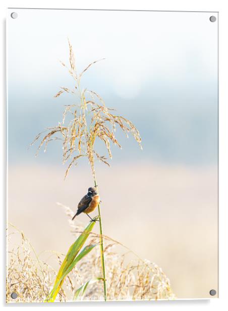 Male Stonechat Acrylic by Chris Rabe