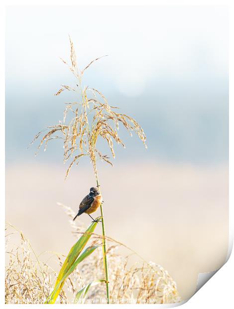 Male Stonechat Print by Chris Rabe