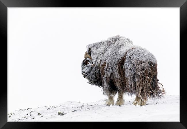 Muskox Bull in Winter Framed Print by Arterra 