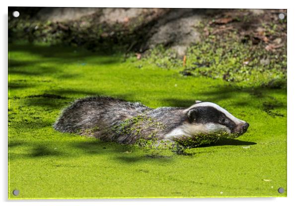 European Badger Swimming in Pond Acrylic by Arterra 