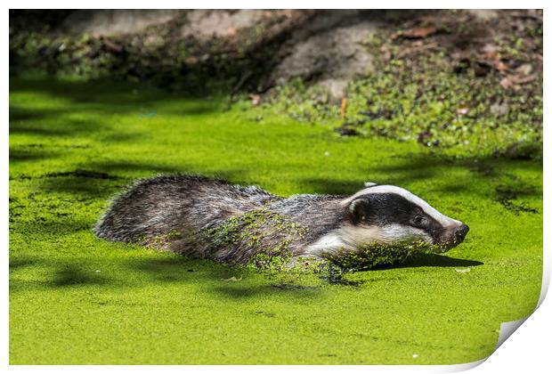 European Badger Swimming in Pond Print by Arterra 
