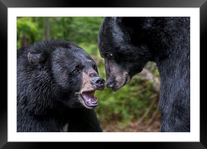 American Black Bears Framed Mounted Print by Arterra 
