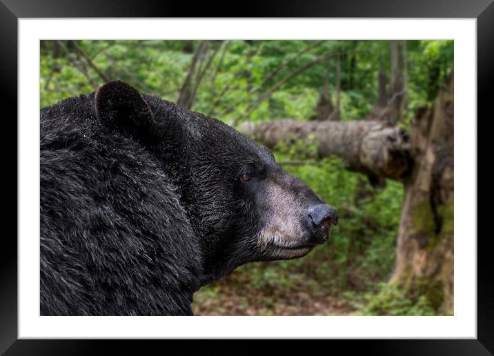American Black Bear Framed Mounted Print by Arterra 
