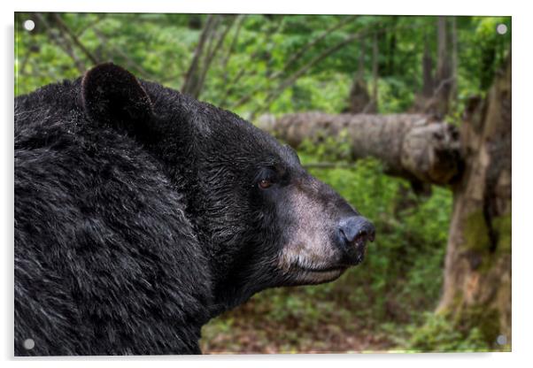 American Black Bear Acrylic by Arterra 