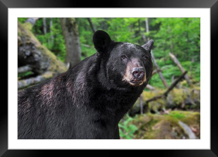 American Black Bear in Forest Framed Mounted Print by Arterra 