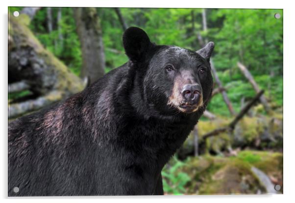 American Black Bear in Forest Acrylic by Arterra 