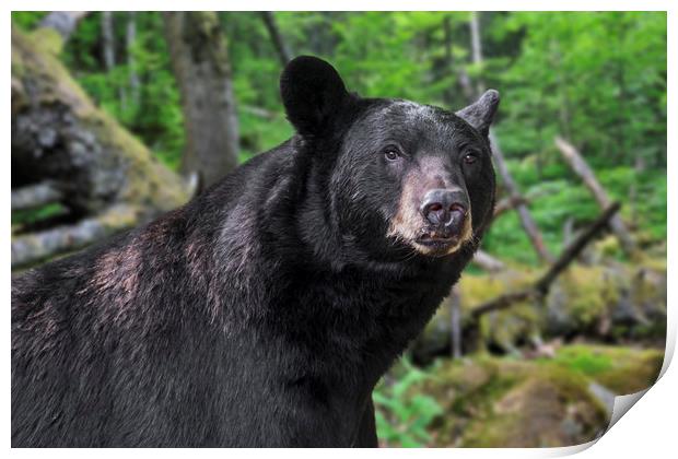 American Black Bear in Forest Print by Arterra 
