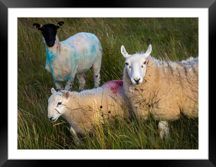 Paint daubed Welsh sheep Framed Mounted Print by Leighton Collins