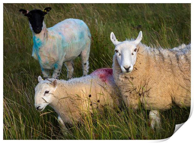 Paint daubed Welsh sheep Print by Leighton Collins