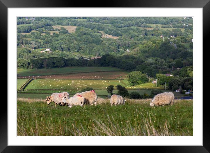 Sheep grazing on a hill Framed Mounted Print by Leighton Collins
