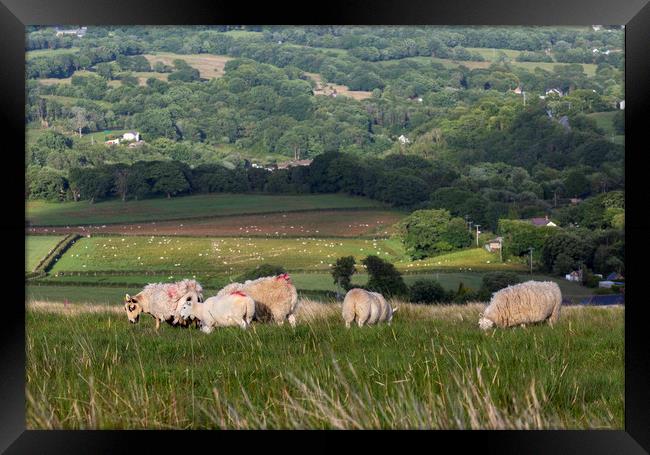Sheep grazing on a hill Framed Print by Leighton Collins