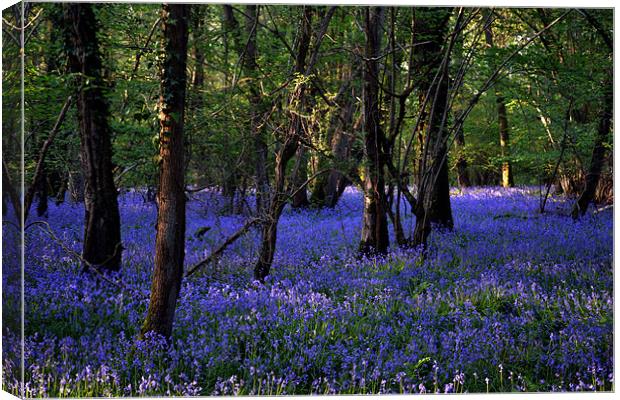 Blue forest carpet Canvas Print by Mike Houghton
