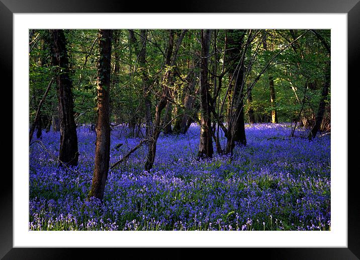 Blue forest carpet Framed Mounted Print by Mike Houghton