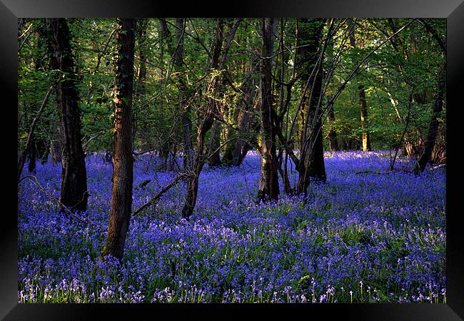 Blue forest carpet Framed Print by Mike Houghton
