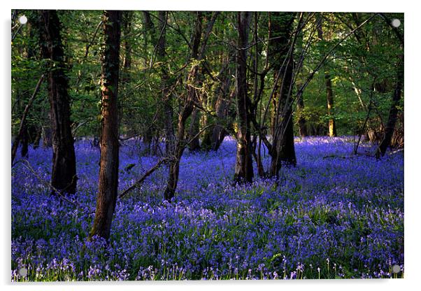 Blue forest carpet Acrylic by Mike Houghton