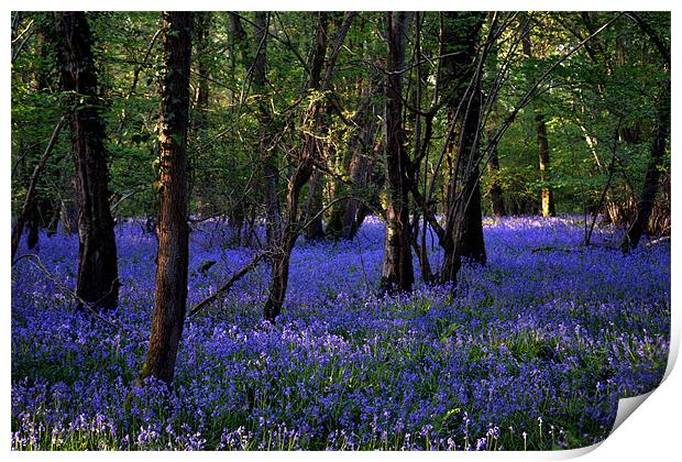 Blue forest carpet Print by Mike Houghton