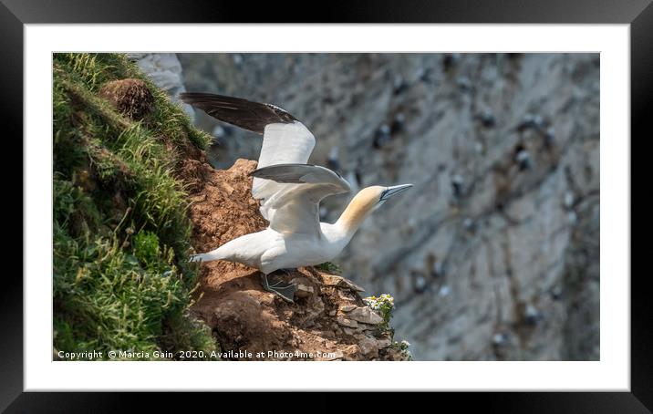 The take off Framed Mounted Print by Marcia Reay