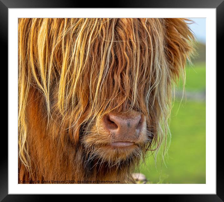 Highland Cow Framed Mounted Print by Lynda Simpson