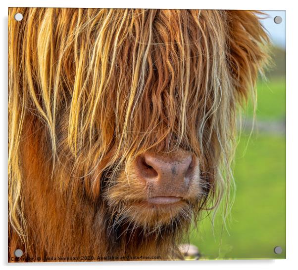 Highland Cow Acrylic by Lynda Simpson