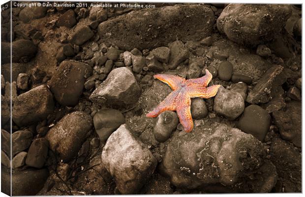 Starfish on the rocks Canvas Print by Dan Davidson