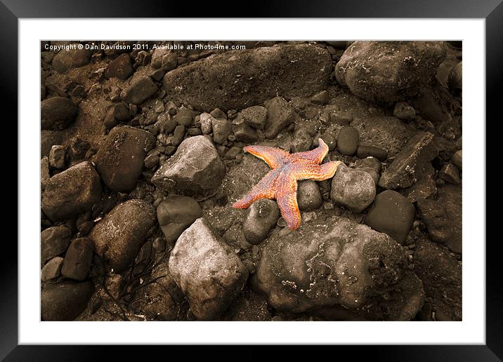 Starfish on the rocks Framed Mounted Print by Dan Davidson