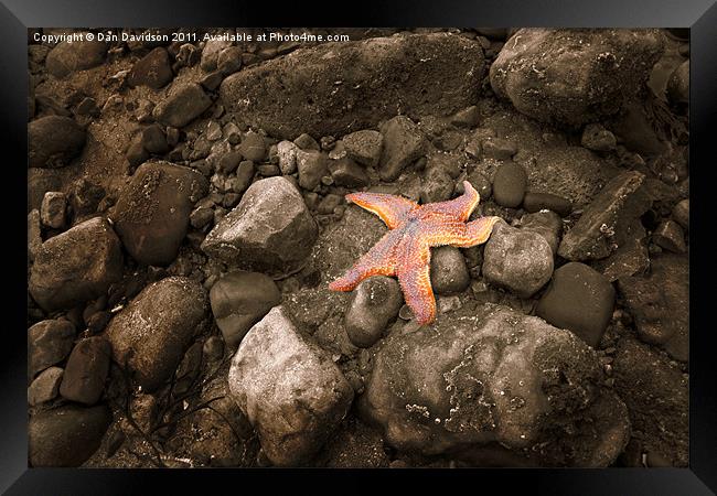 Starfish on the rocks Framed Print by Dan Davidson