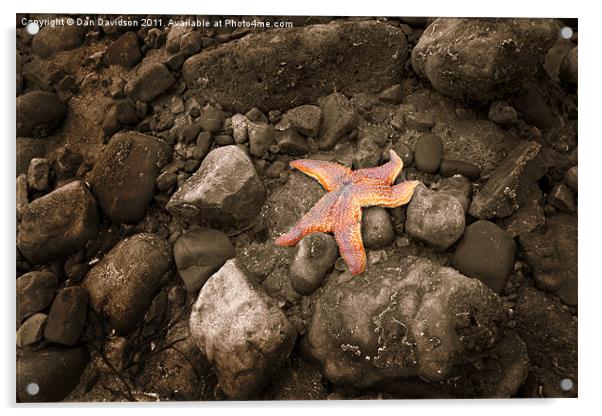 Starfish on the rocks Acrylic by Dan Davidson