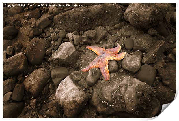 Starfish on the rocks Print by Dan Davidson