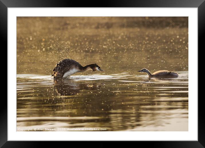 Grebe and Chick Framed Mounted Print by Alec Stewart