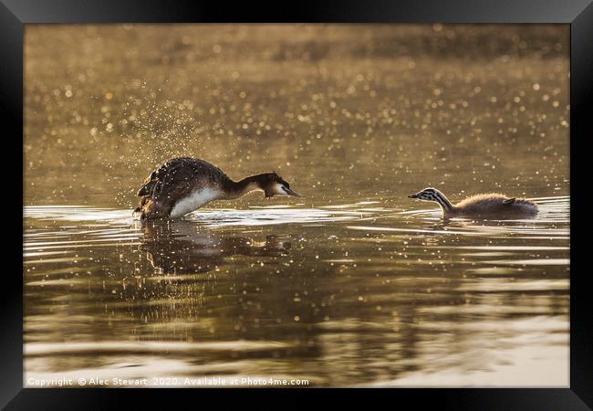 Grebe and Chick Framed Print by Alec Stewart