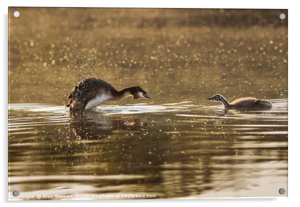 Grebe and Chick Acrylic by Alec Stewart
