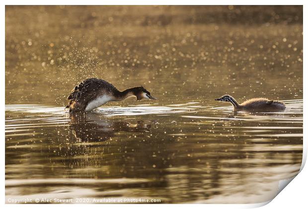 Grebe and Chick Print by Alec Stewart