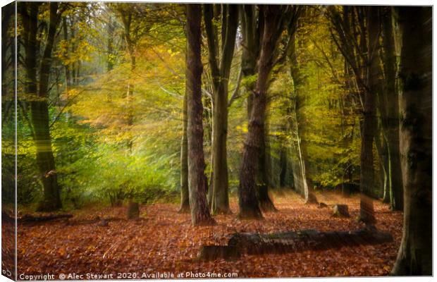 The Magical Forest Canvas Print by Alec Stewart